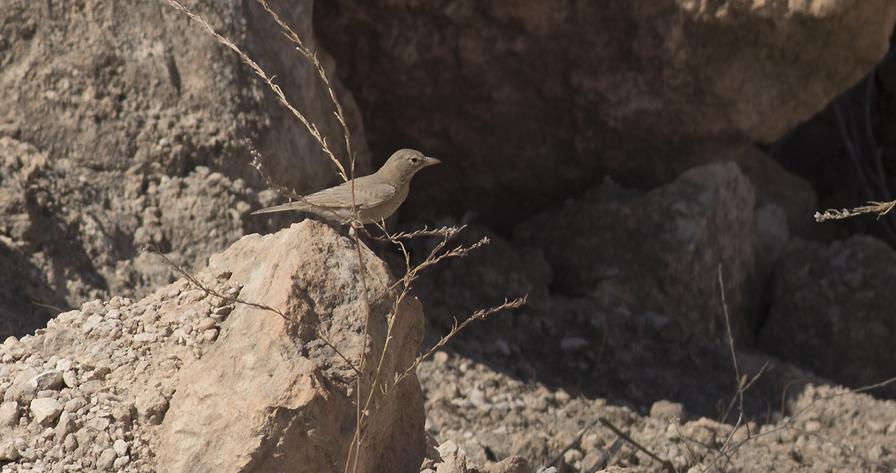 Desert Lark